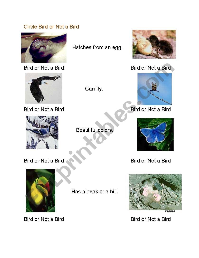 Birds:  Is it a bird? worksheet