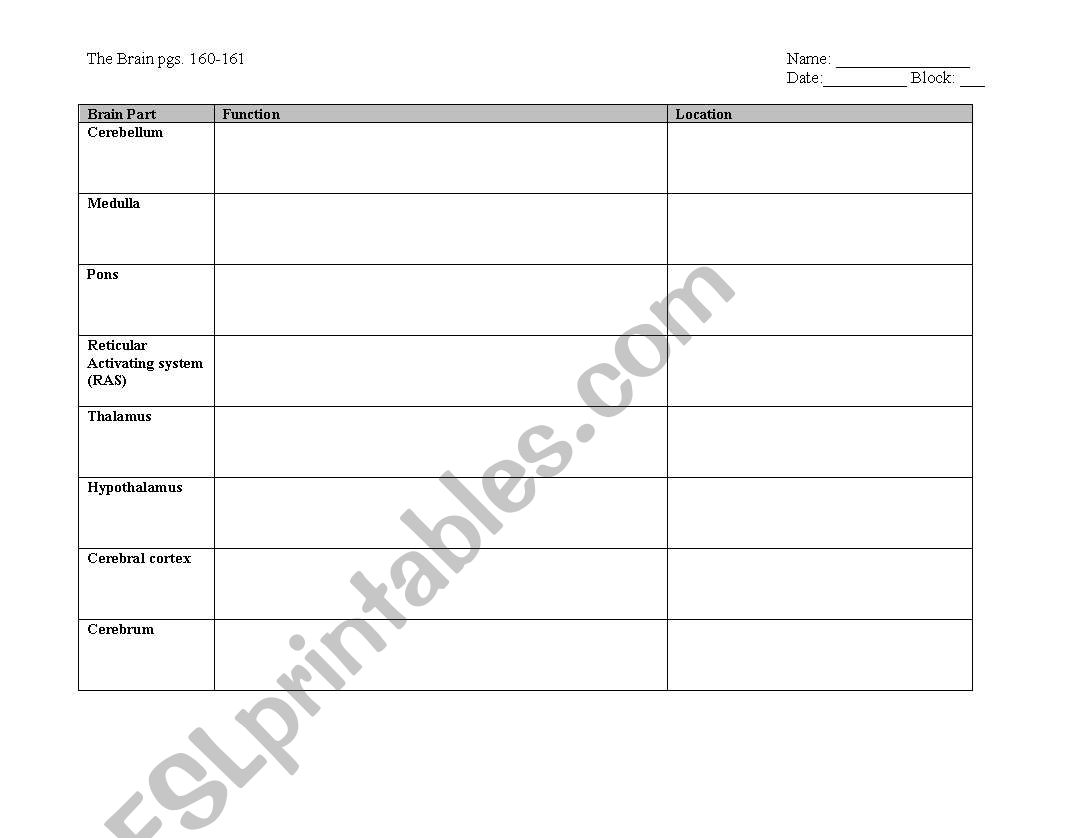 brain parts worksheet