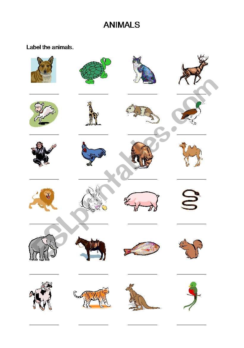 Labelling Animals worksheet