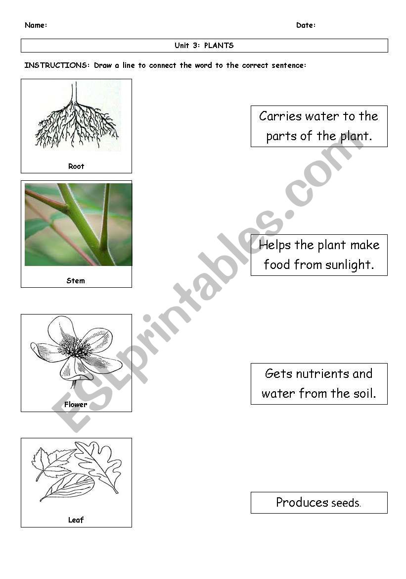 Function of Plant Parts worksheet