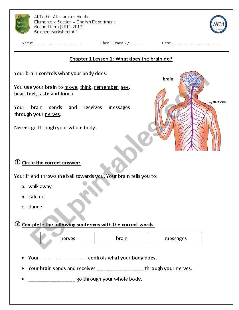what does the brain do? worksheet
