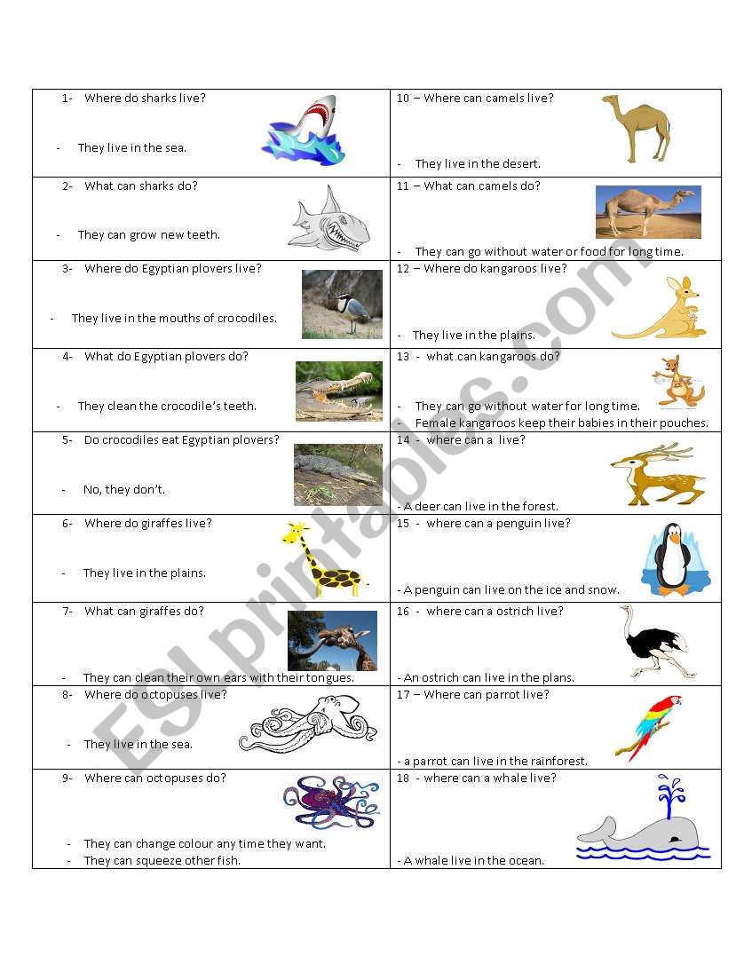 animals informations worksheet