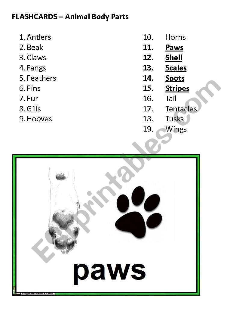 Flashcards - Animal Body Parts, Part 3 of 4 