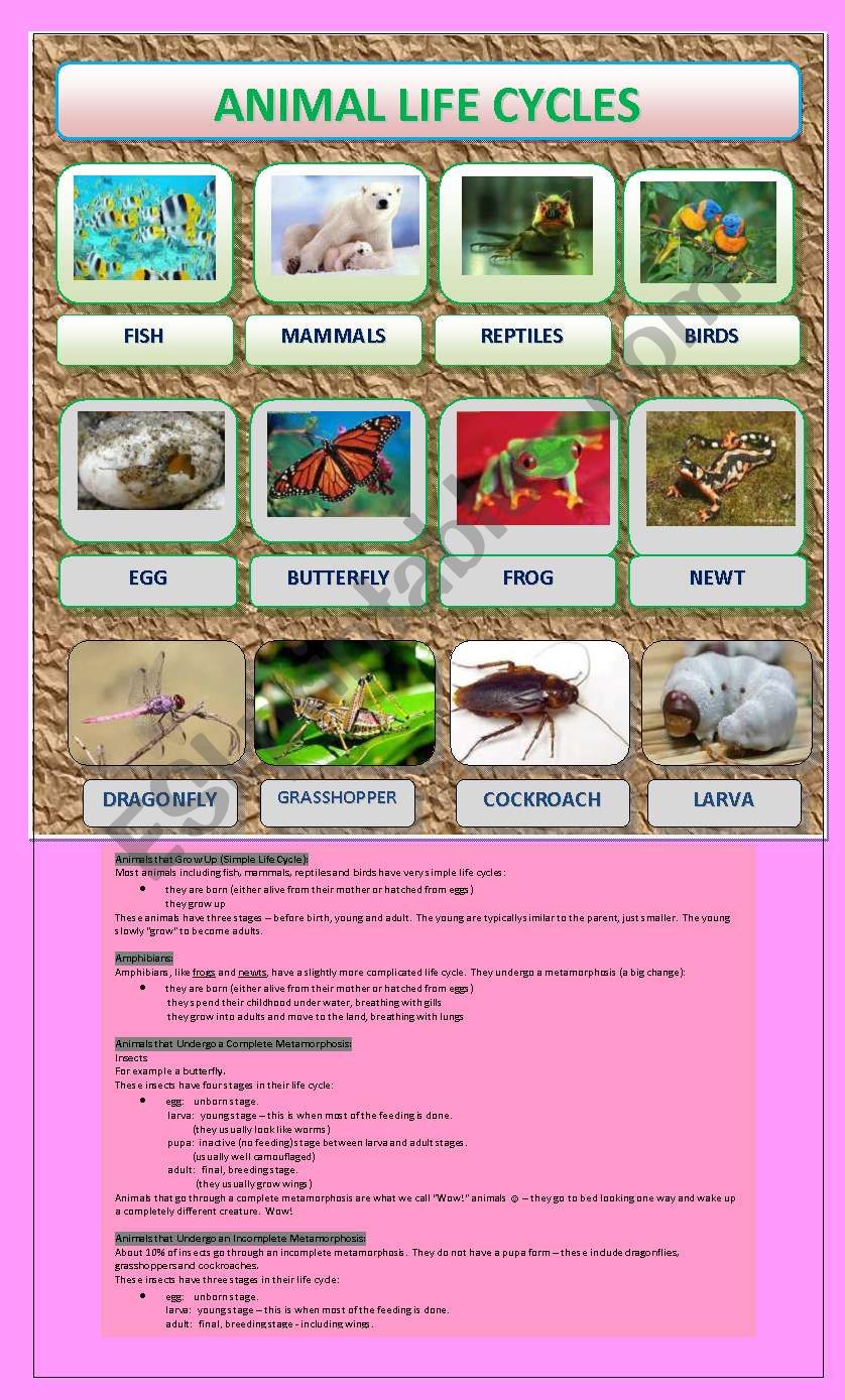 ANIMAL LIFE CYCLE PART 1 - ESL worksheet by cestakuspechu