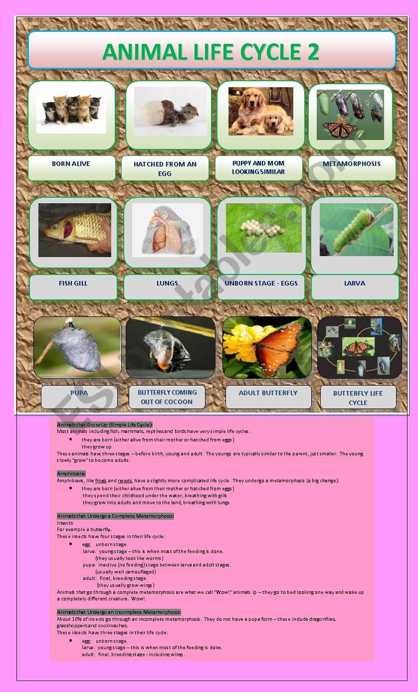 ANIMAL LIFE CYCLE PART 2 worksheet