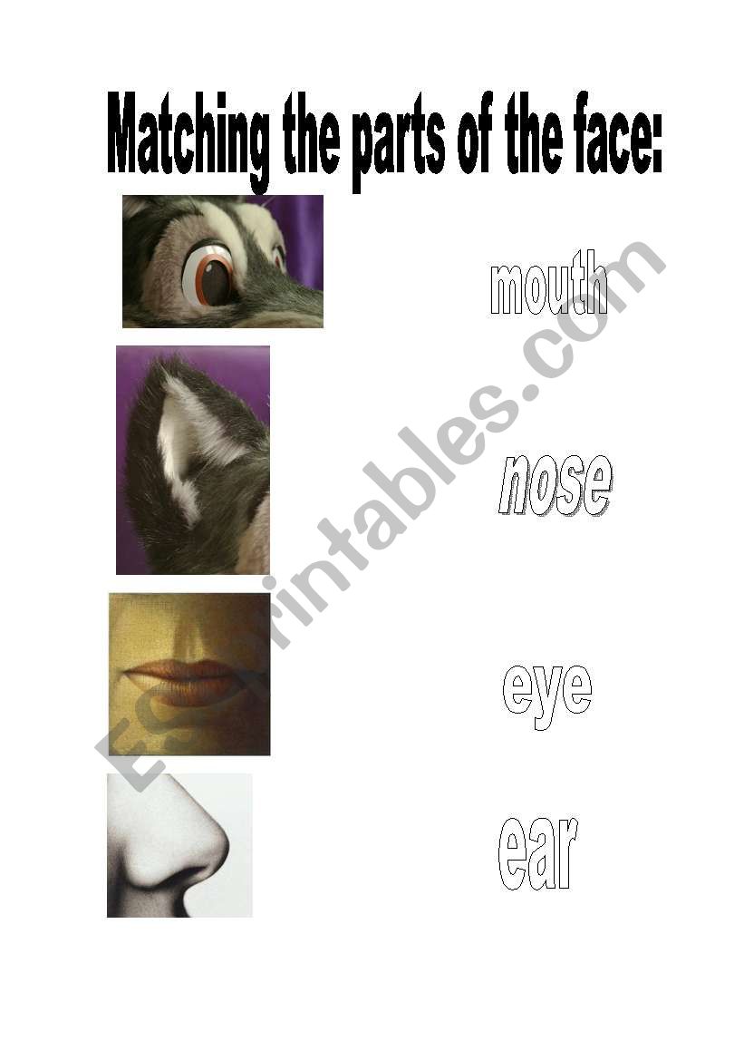 parts of the face worksheet