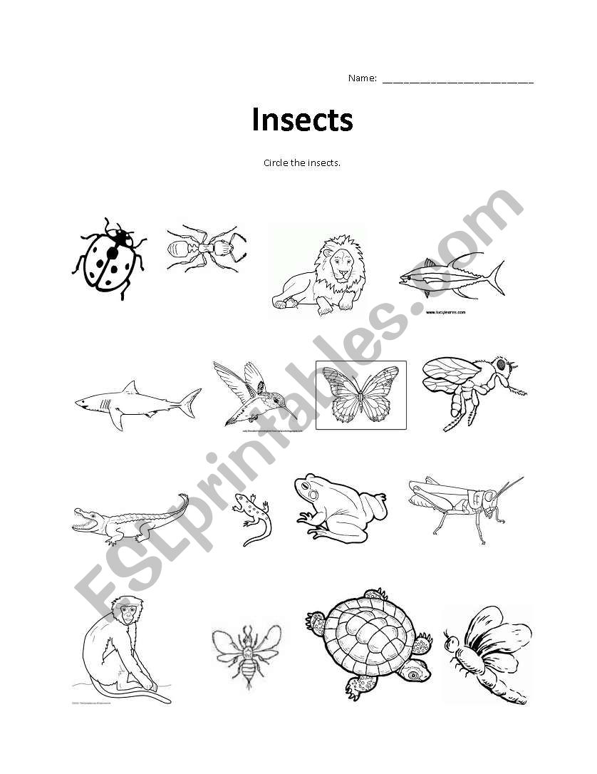 Insects worksheet