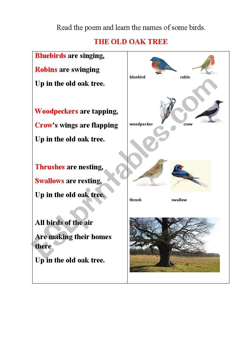 BIRDS poem with some tasks worksheet
