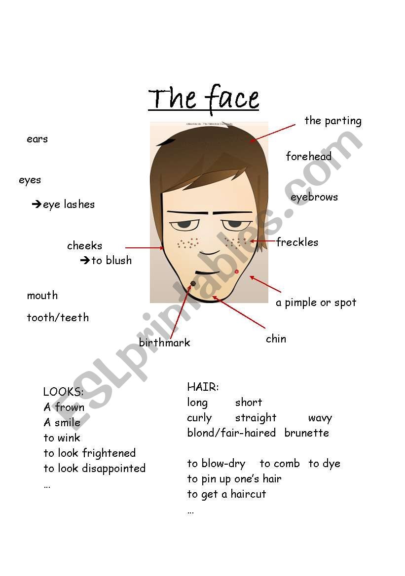 the face - vocabulary worksheet