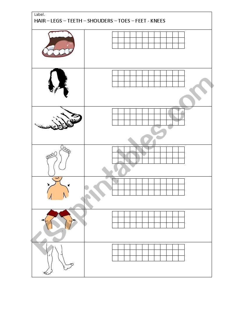 Body worksheet