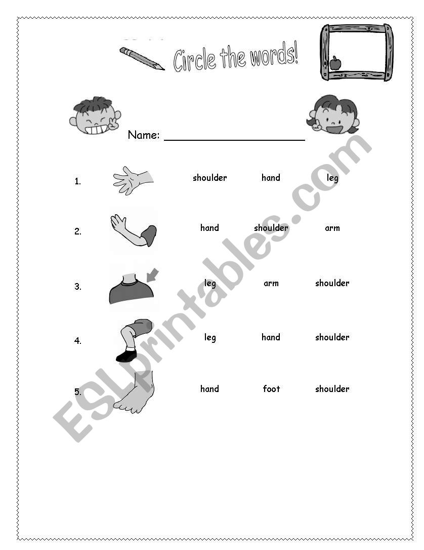 Parts of the boby worksheet