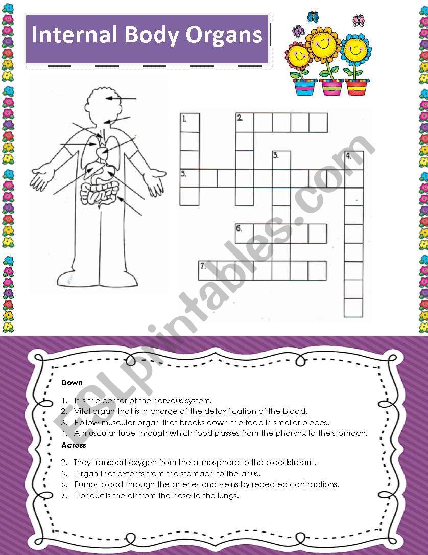 Internal Body Organs Cross word