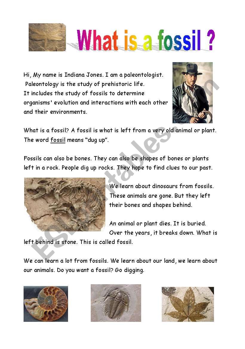 Fossils worksheet