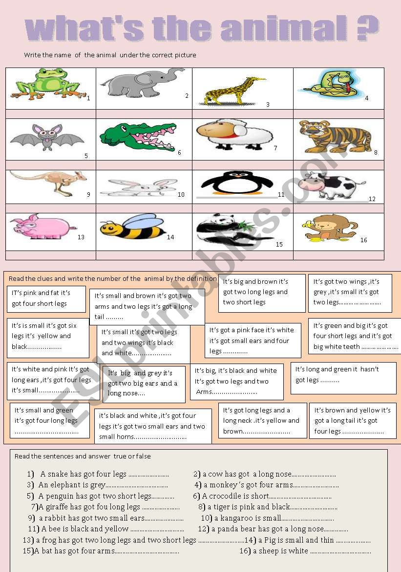 whats the animal? worksheet