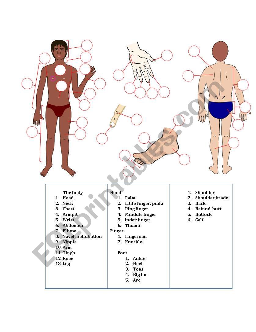 The body worksheet