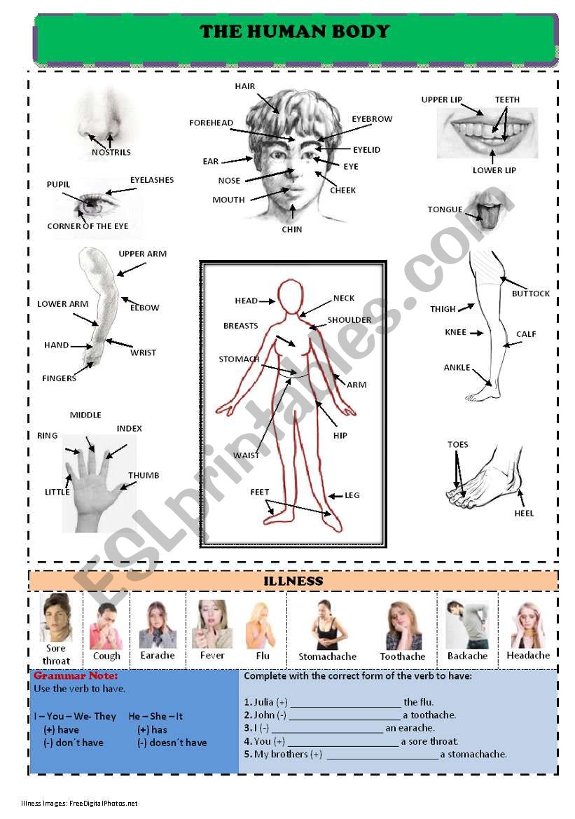 Body parts and health problems