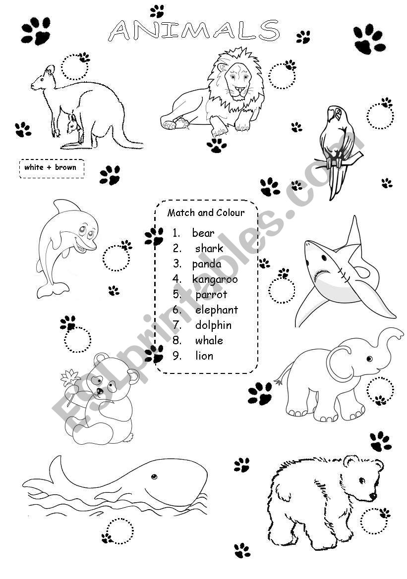 animals worksheet