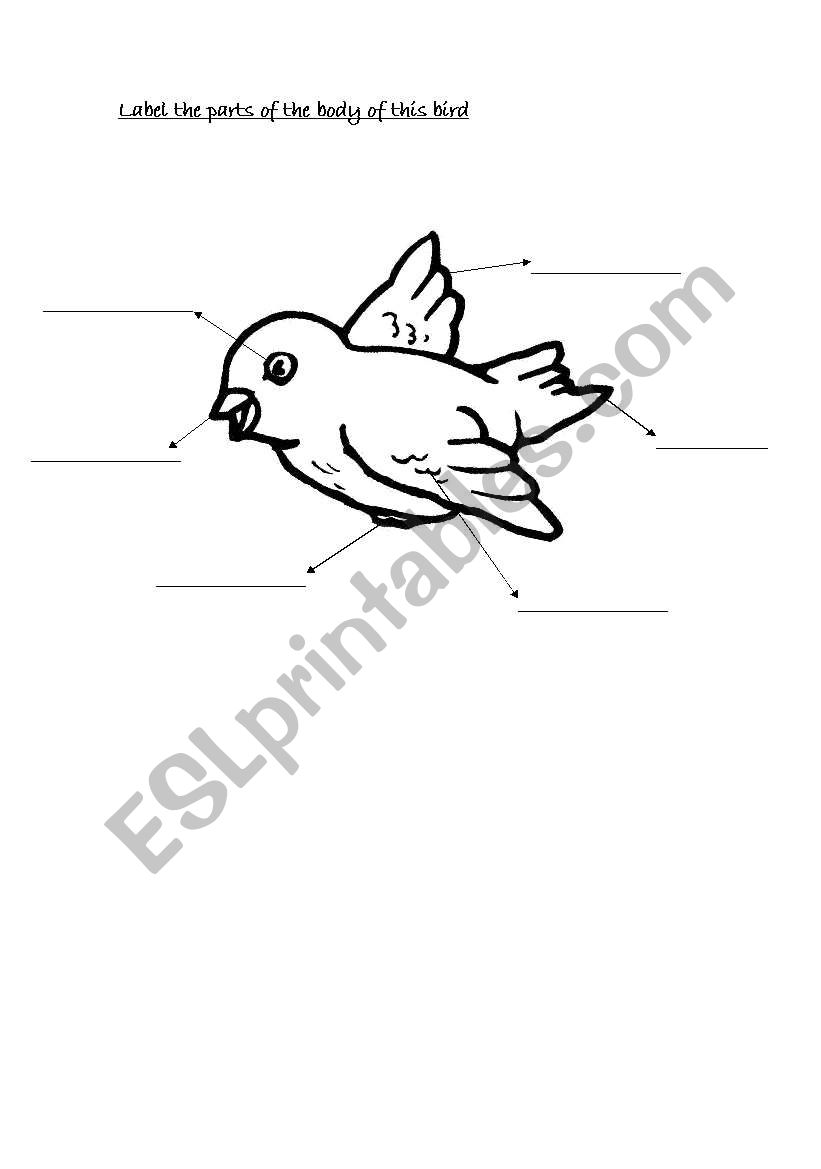 Birds worksheet