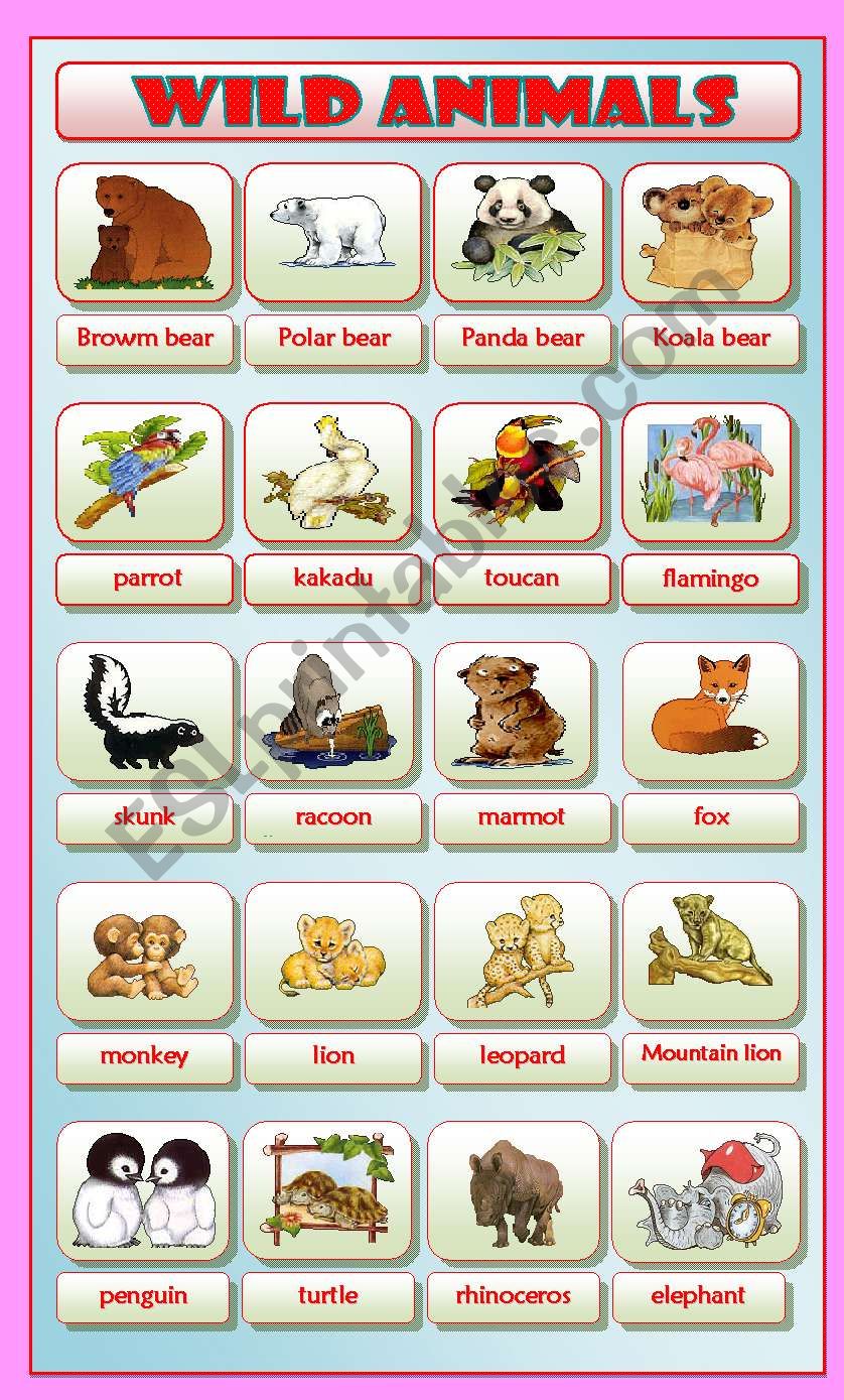 Wild Animals worksheet