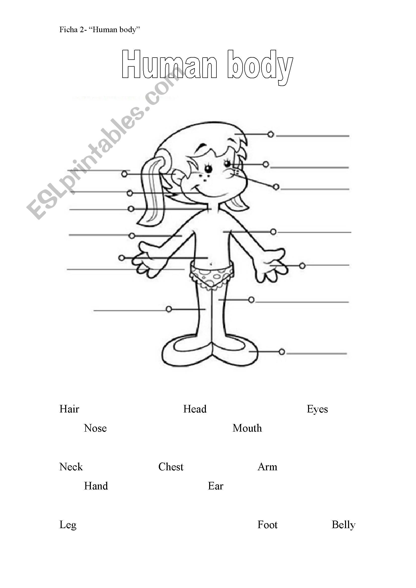 Human Body worksheet