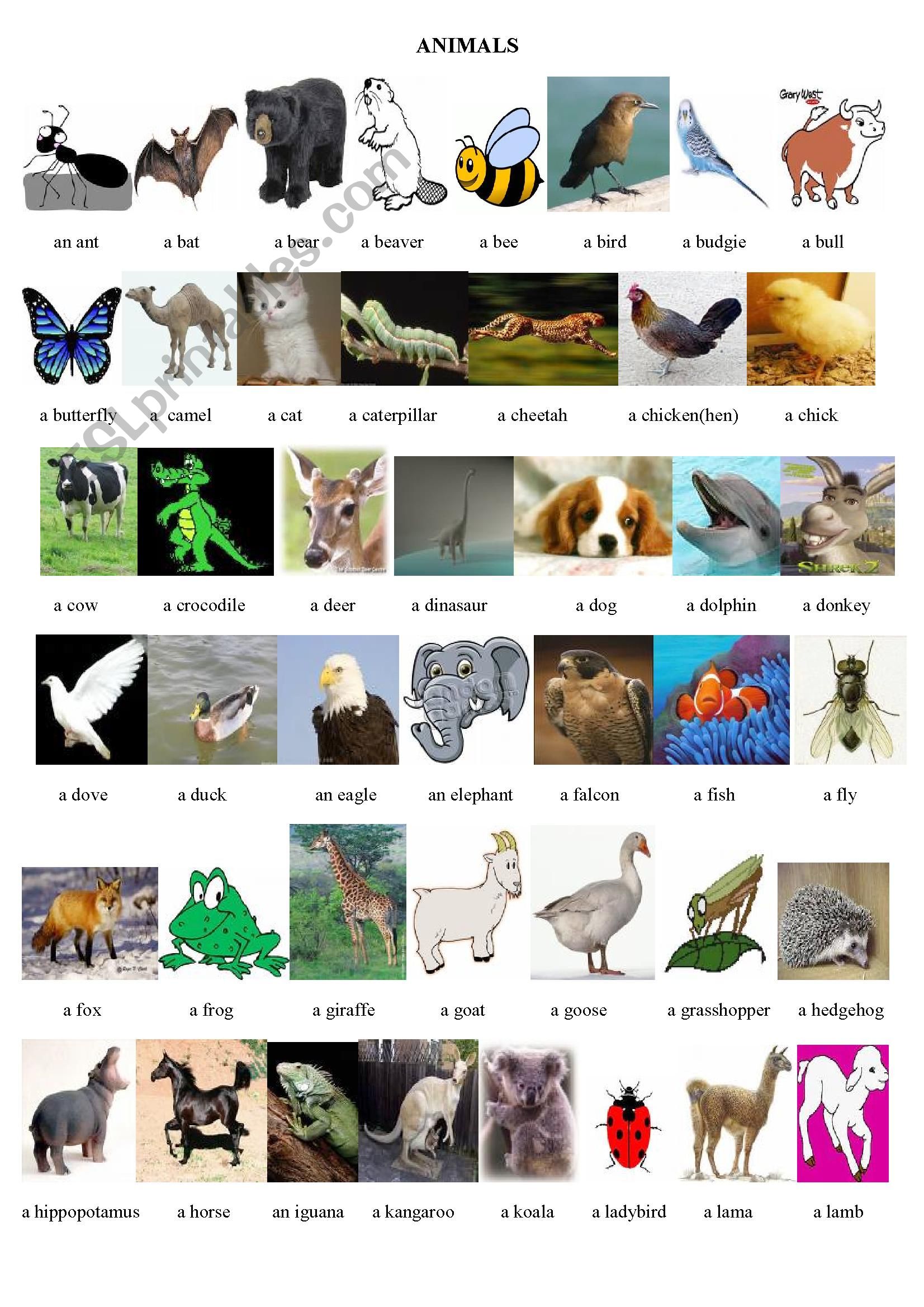 animals worksheet