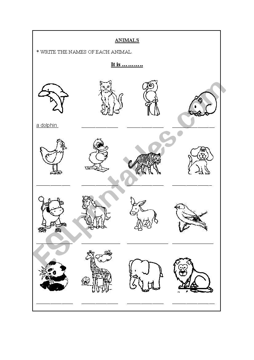  animals worksheet