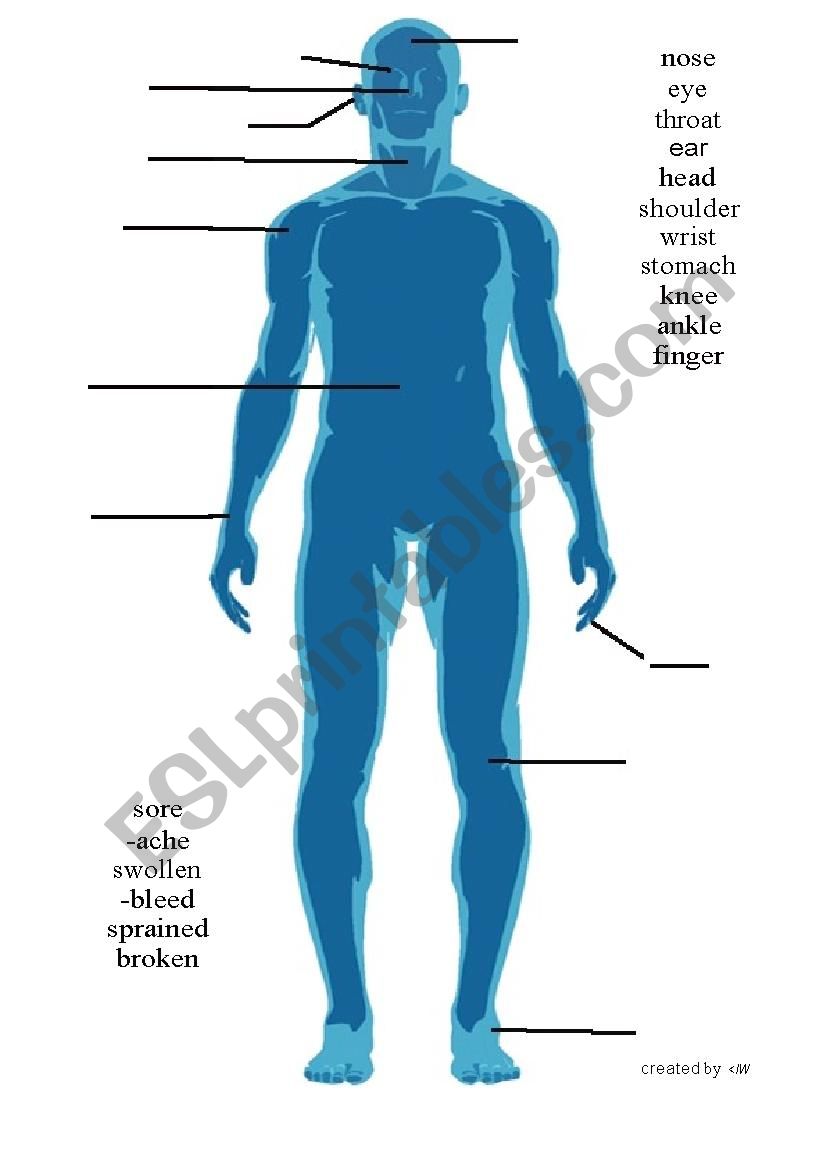 The Human Body worksheet