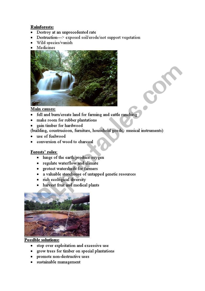 rainforests worksheet
