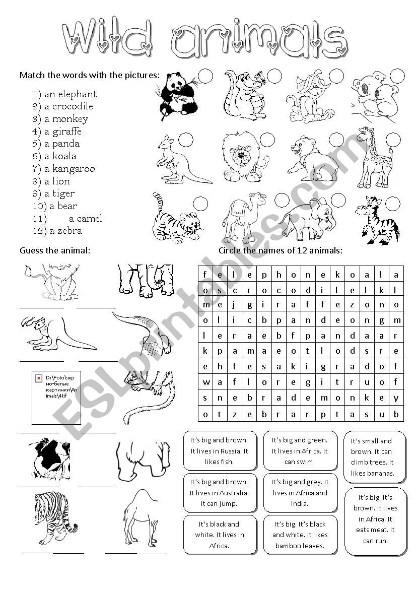 Wild animals-activities for young learners - ESL worksheet by Diana561
