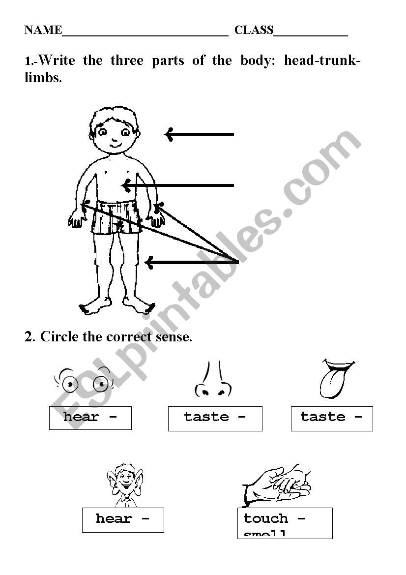 Body and senses worksheet