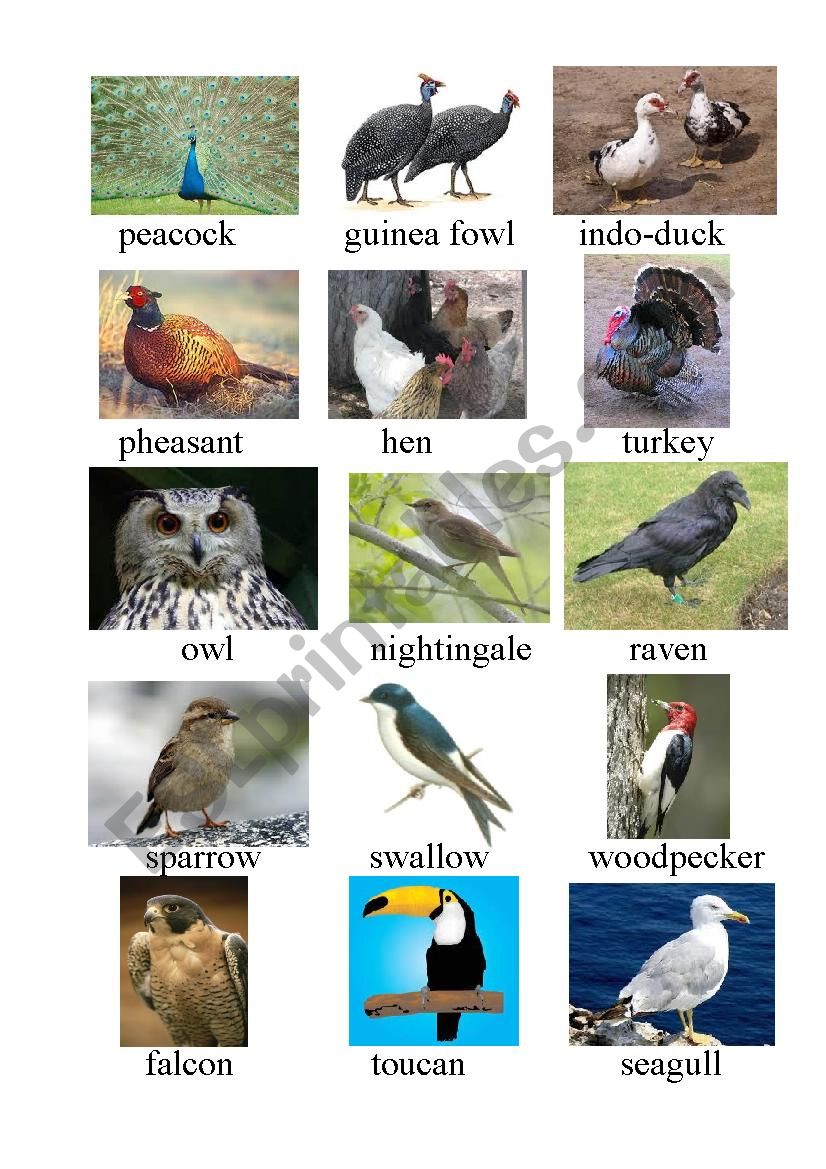 Birds worksheet