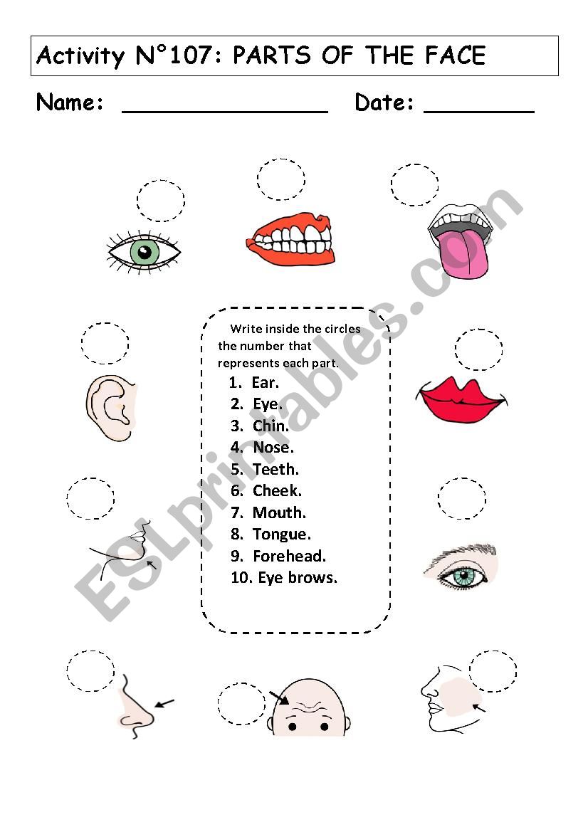 No 107 THE PARTS OF THE FACE worksheet