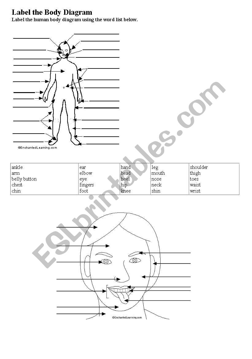label the body worksheet