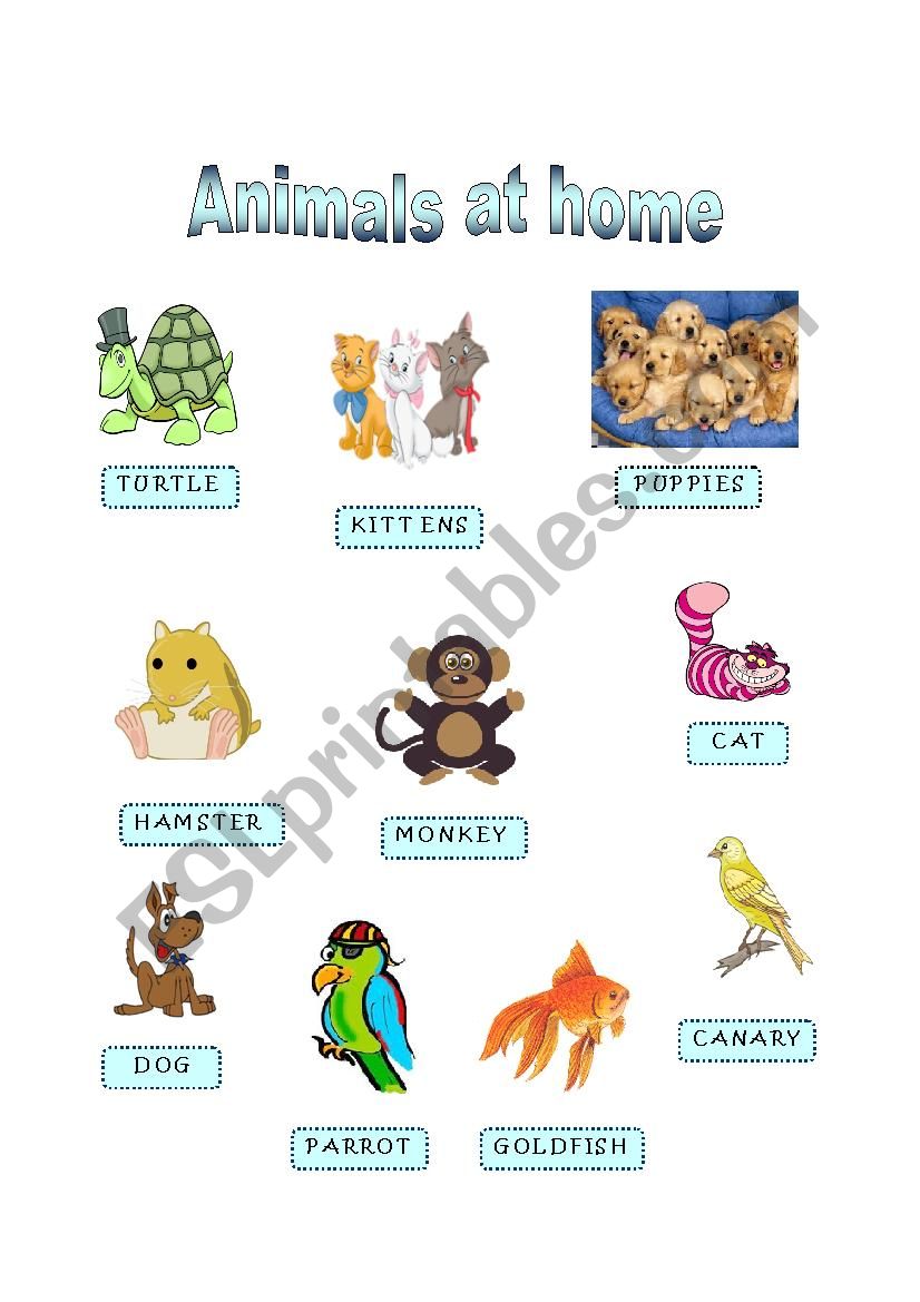 Animals at home - Part I worksheet