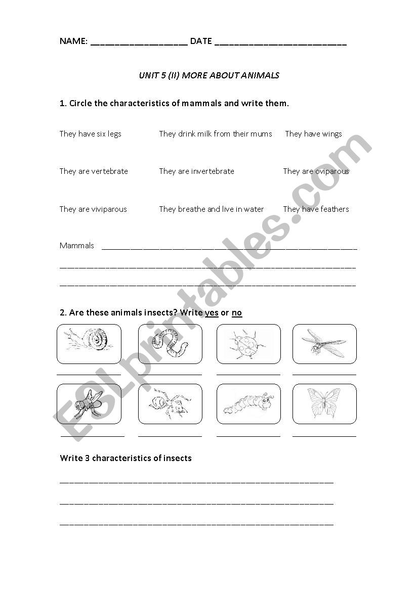 Animal groups worksheet