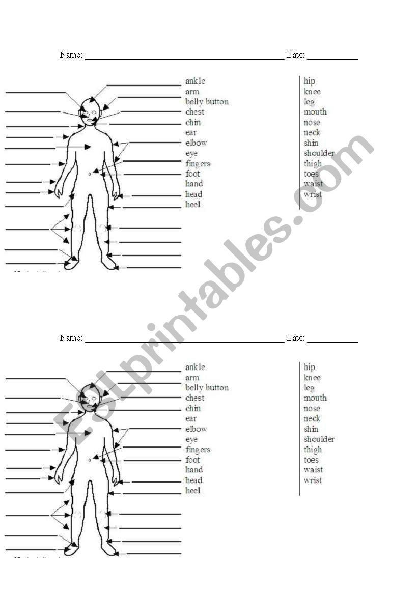 Parts of the body worksheet