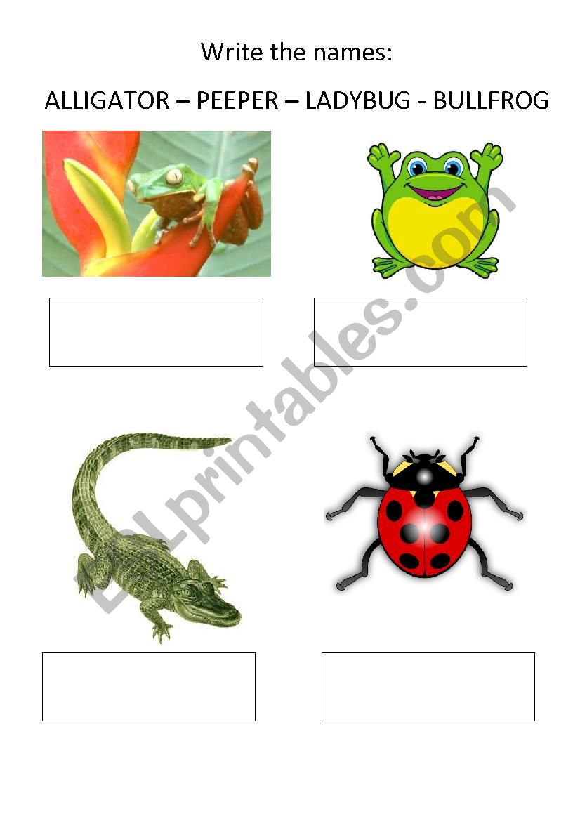 Animals worksheet