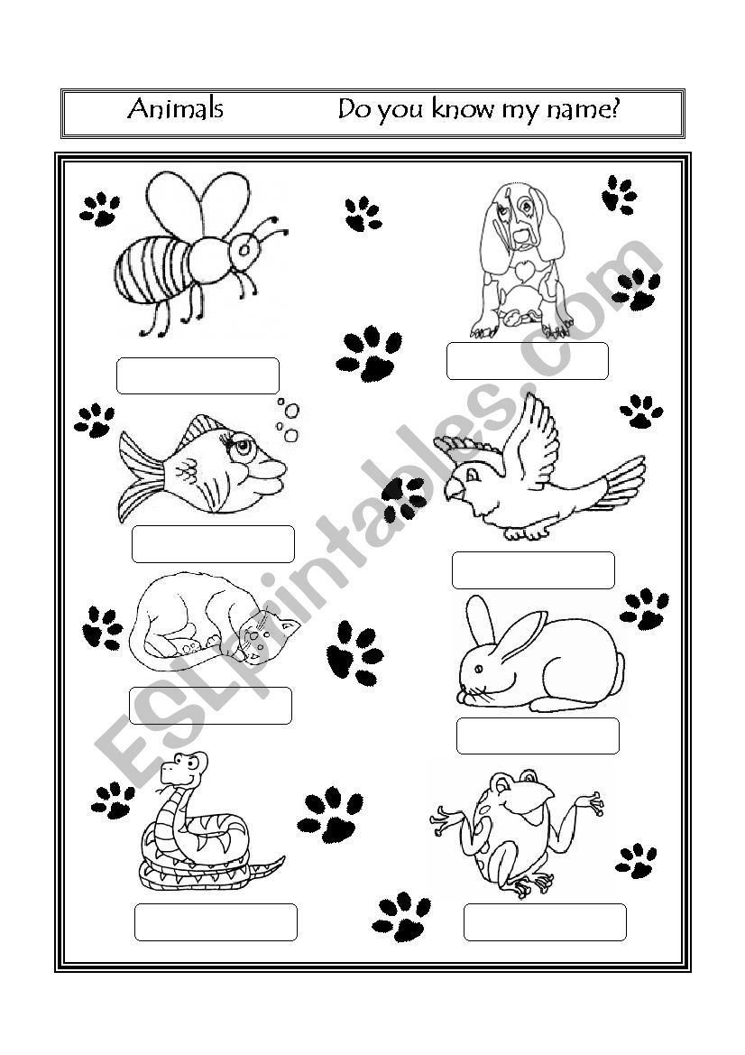 ANIMALS worksheet