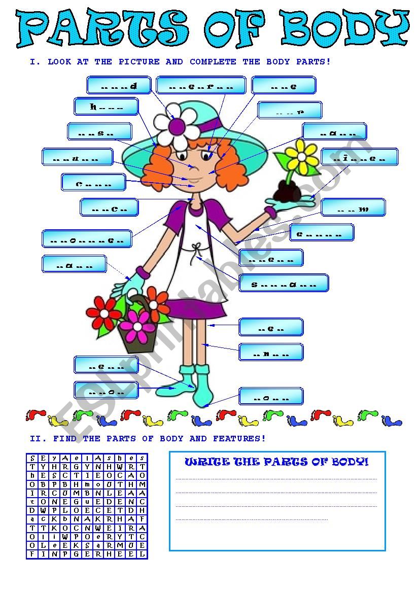 The parts of  body worksheet