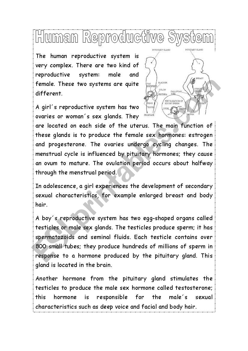 Human Reproductive System worksheet