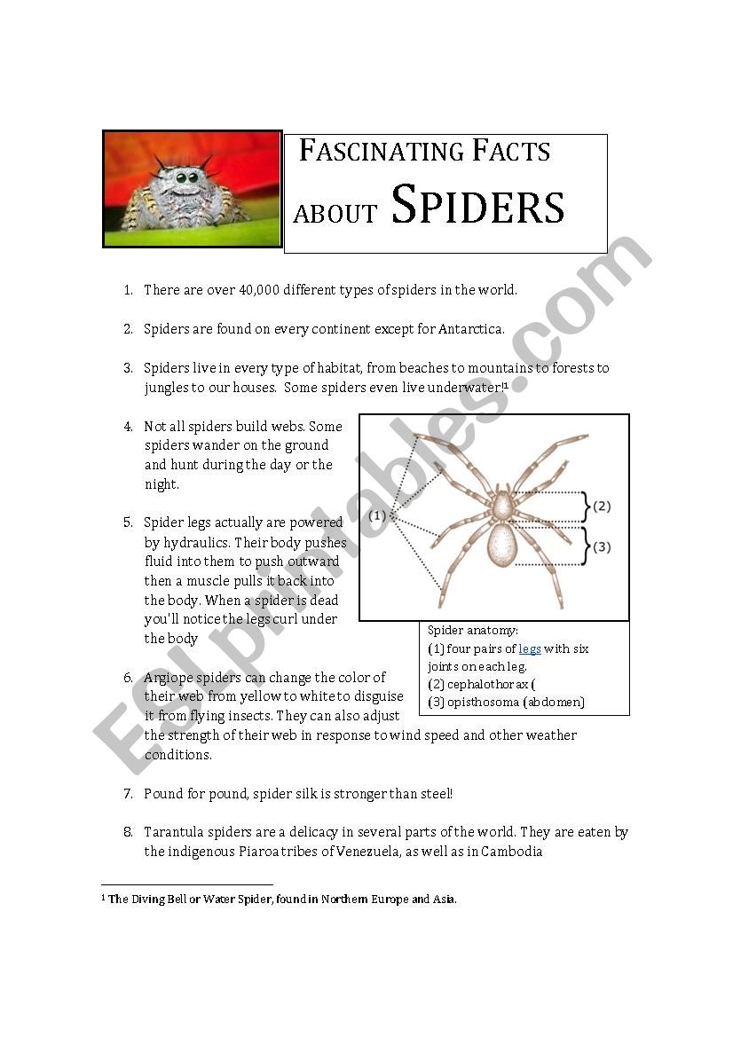 Fascinating Facts About Spiders