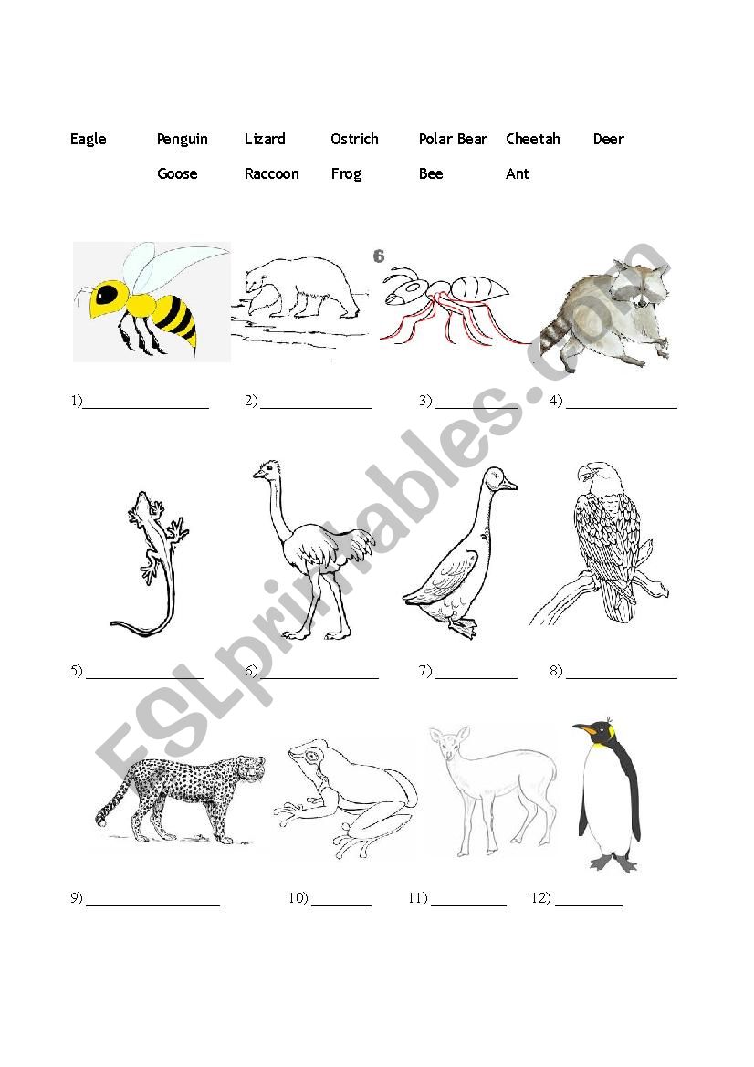 Some (less) Basic Animals worksheet