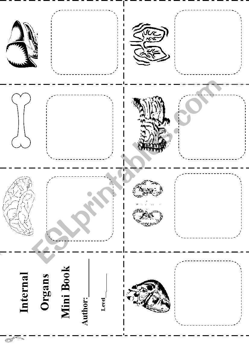 Internal Organs Mini Book worksheet