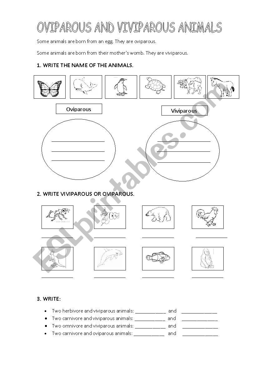 Oviparous or viviparous worksheet