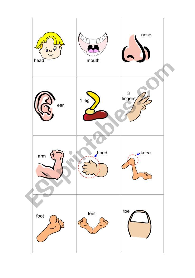 BODY PARTS worksheet