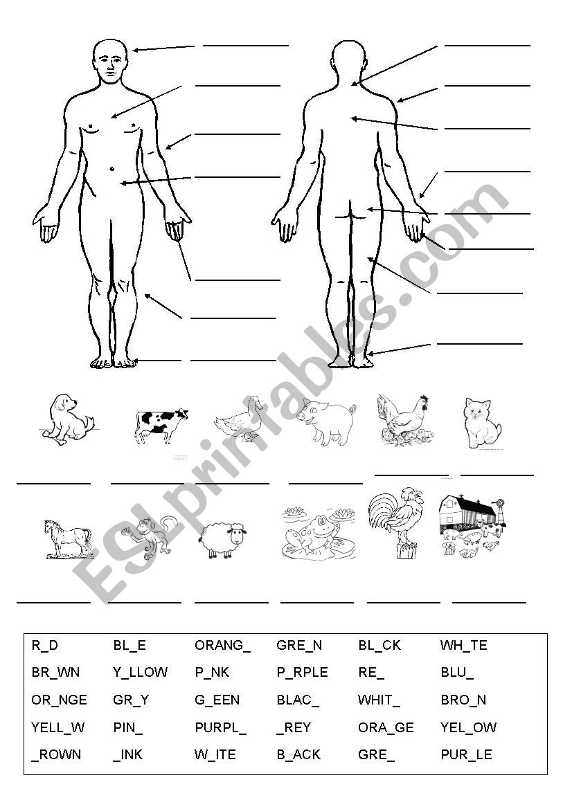 Parts of the body, animals and colours