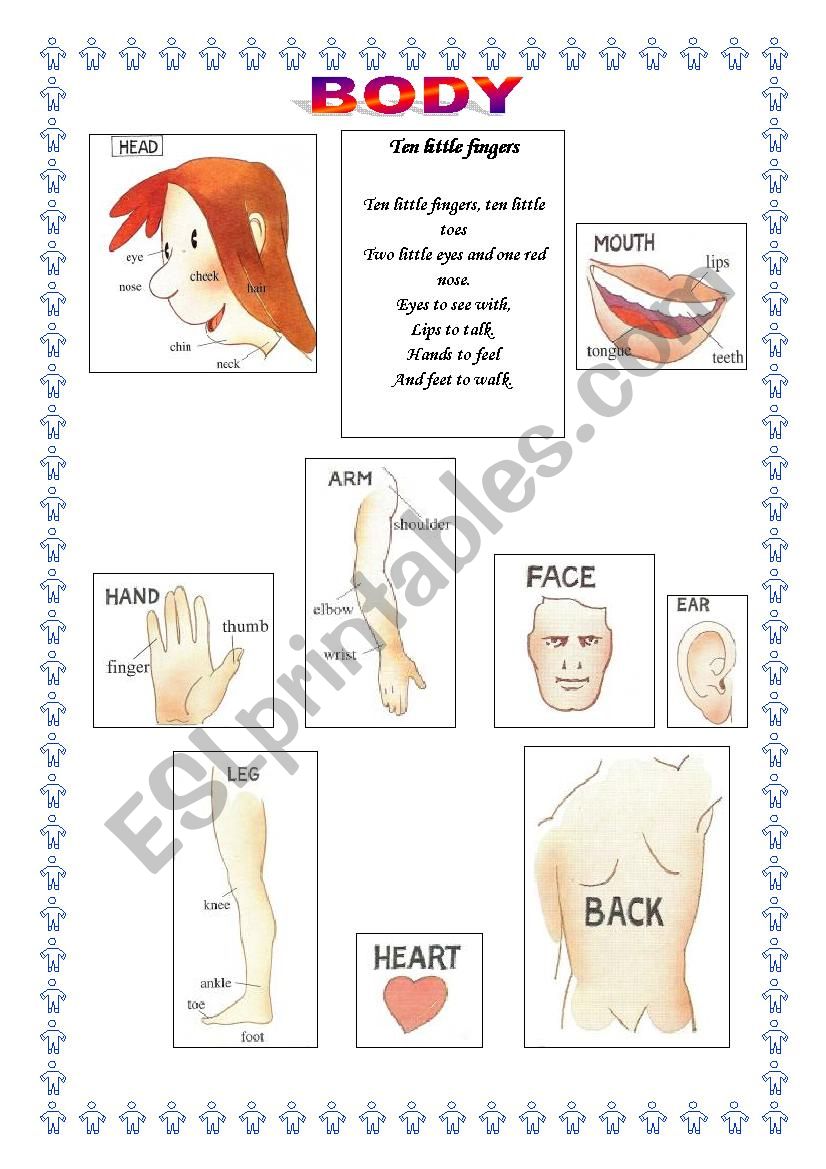 BODY PICTIONARY worksheet