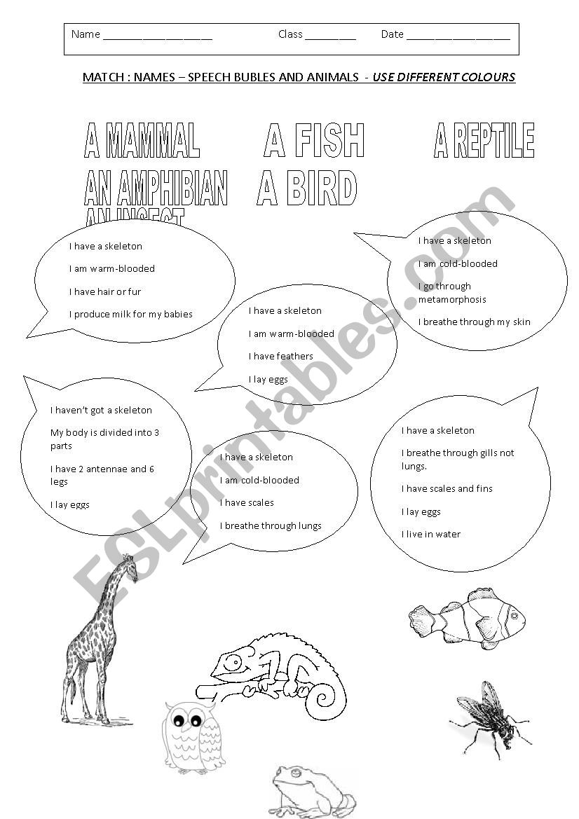 ANIMALS CLASSIFICATION  worksheet