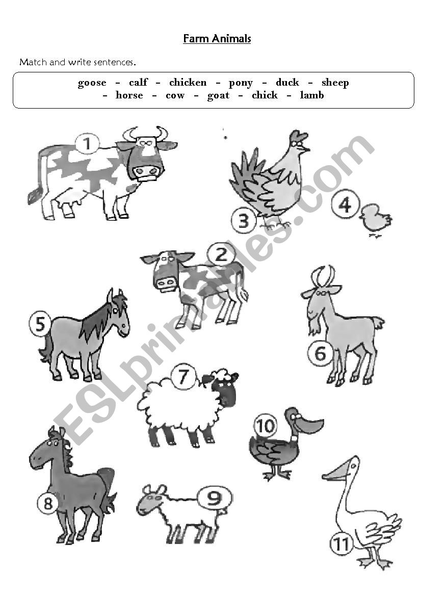 Farm Animals worksheet