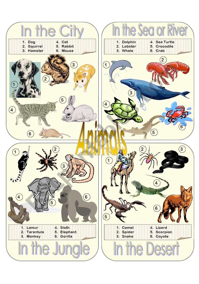 Animals Picture Dictionary Part 1